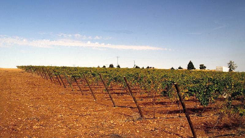 the-meseta-vineyard.jpg