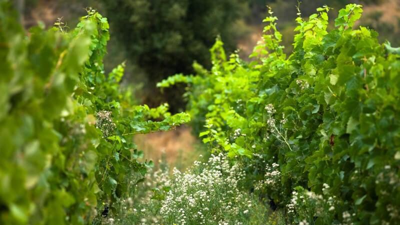 cover-crops-vineyard-ecosystem.jpg