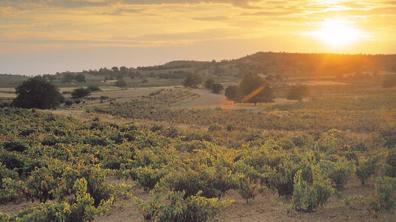 duero-river-valley-vineyard.jpg