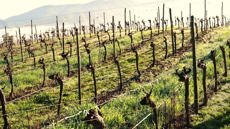 primus-vineyards.jpg
