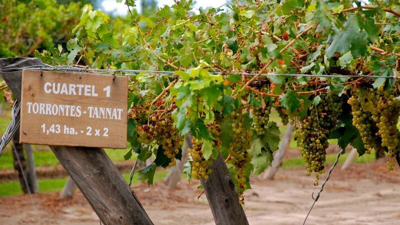 argetina-white-wine-grapes.jpg