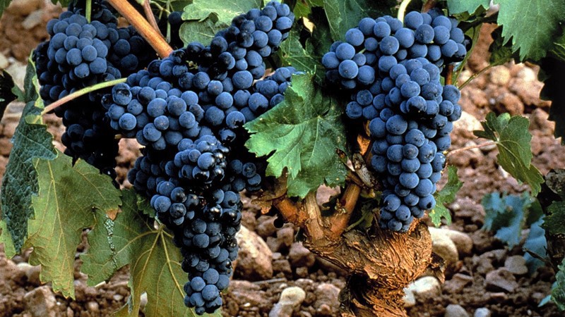 ebro-river-valley-grapes.jpg