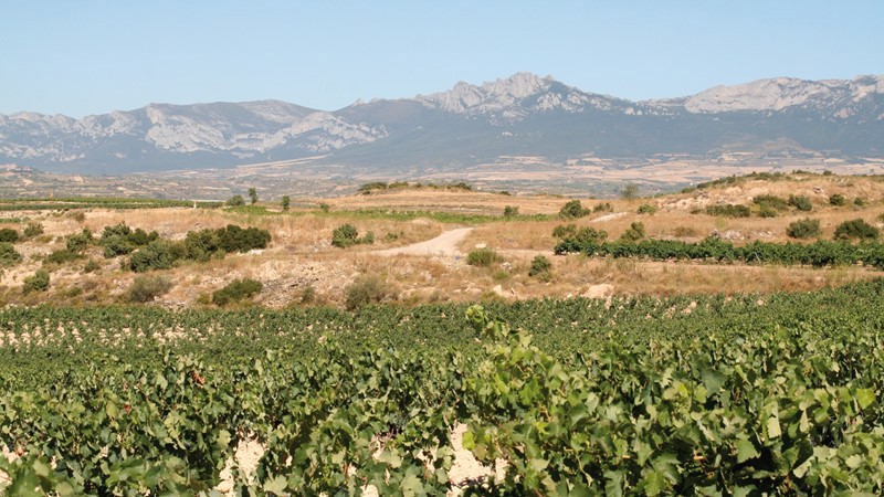 rioja-vineyard.jpg