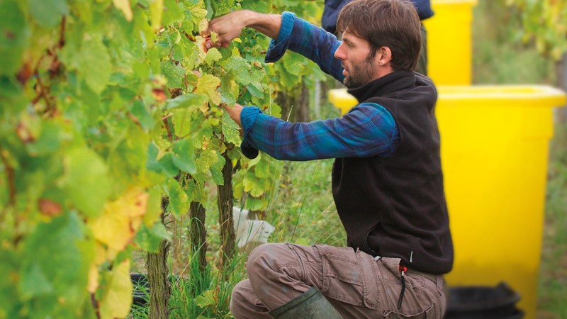 philippe-zinck-of-domaine-zinck.jpg